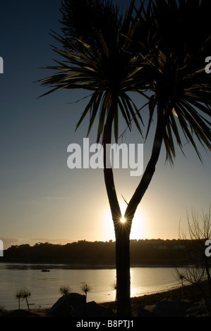 The sun shines through a silhouetted palm tree at Porthcressa Beach. Hugh Town. St Mary's. The Isles of Scilly. Cornwall. Stock Photo