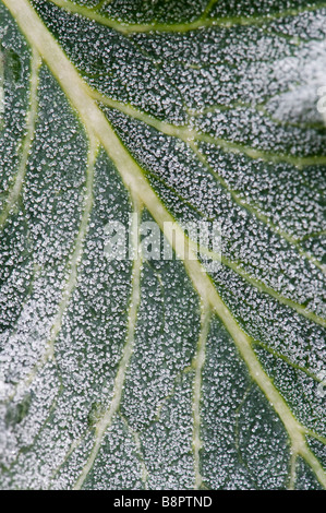 Ice crystals on a  frosted purple sprouting broccoli leaf Stock Photo