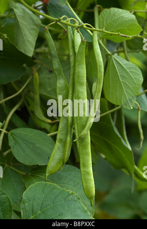 PHASEOLUS COCCINEUS SCARLET EMPEROR RUNNER BEAN Stock Photo