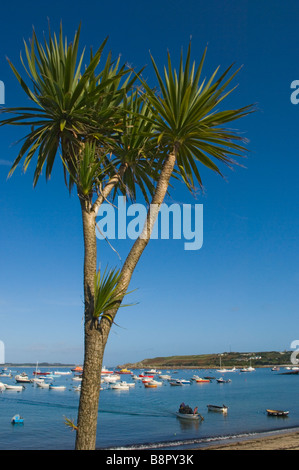 A tropical palm towers over Hugh Town Harbour. St Mary's. Isles of Scilly. Cornwall. England. UK Stock Photo