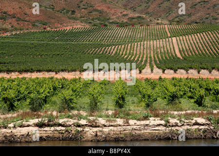 vineyard on the edge of the breede river viljoensdrift winery robertson wine valley western cape south africa Stock Photo