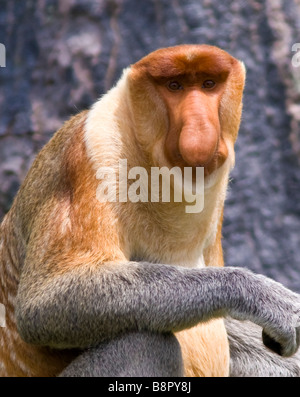 Male of Proboscis Monkey sitting on a tree in the wild green rainforest ...