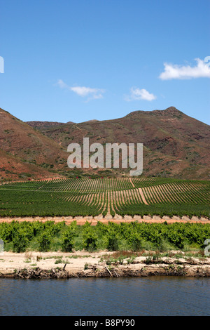 vineyard on the edge of the breede river viljoensdrift winery robertson wine valley western cape south africa Stock Photo