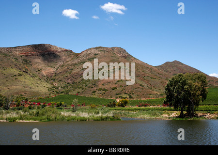 vineyard on the edge of the breede river viljoensdrift winery robertson wine valley western cape south africa Stock Photo