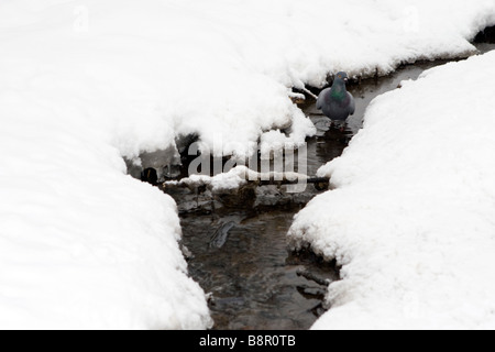 Spring stream breaking throug thawing ice with walking pigeon looking for water. Stock Photo