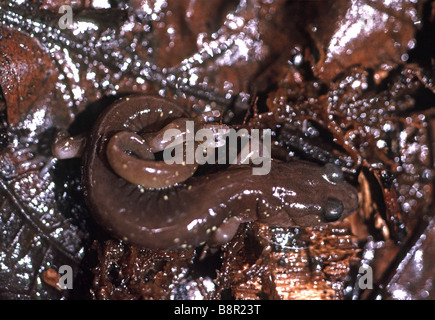 Arboreal salamander Aneides lugubris in San Francisco garden California Stock Photo