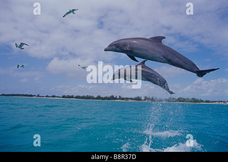 BOTTLENOSE DOLPHINS, GRAND BAHAMA, CARIBBEAN SEA Stock Photo