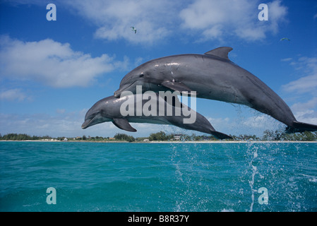 BOTTLENOSE DOLPHINS, GRAND BAHAMA, CARIBBEAN SEA Stock Photo