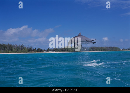 BOTTLENOSE DOLPHINS, GRAND BAHAMA, CARIBBEAN SEA Stock Photo