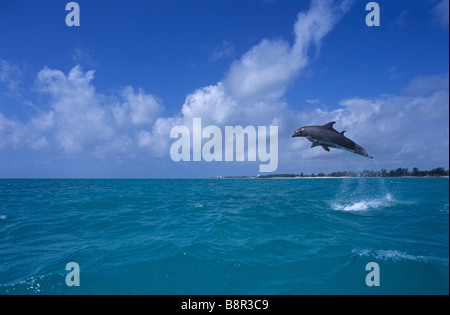 BOTTLENOSE DOLPHINS, GRAND BAHAMA, CARIBBEAN SEA Stock Photo