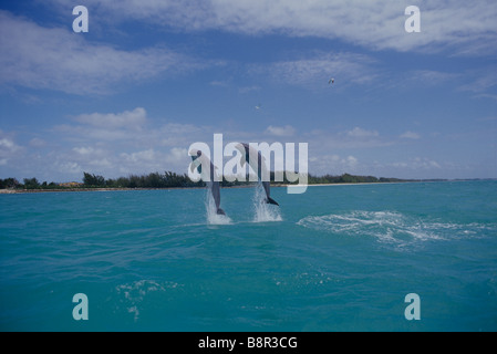 BOTTLENOSE DOLPHINS, GRAND BAHAMA, CARIBBEAN SEA Stock Photo