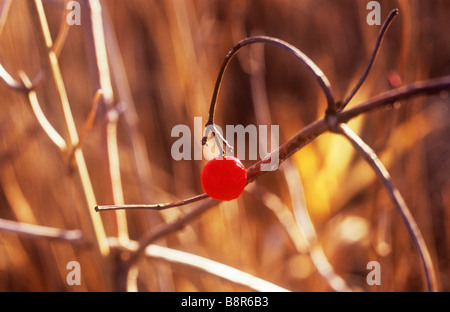 Close up of single remaining scarlet red berry on twig of Guelder rose bush with sunlit winter reeds beyond Stock Photo