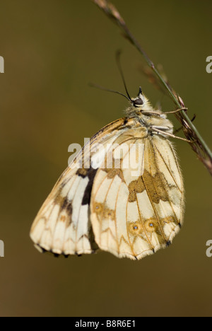 Female iberian marbled white butterfly (Melanargia lachesis) Stock Photo