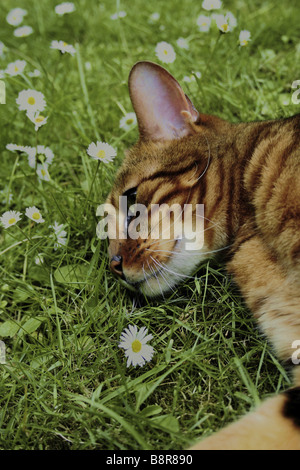 Bengal (Felis silvestris f. catus), portrait of a bengal cat lying in the lawn Stock Photo