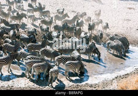 Boteti Zebras Stock Photo