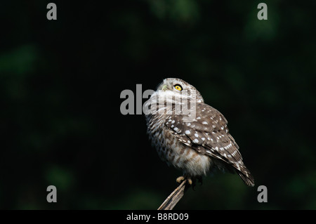 Spotted Owlet, Athene Brama Stock Photo