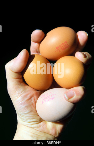 A handful of fresh eggs Stock Photo