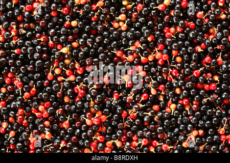 Close up on mass of small red and black fruits of Black Cherry Stock Photo