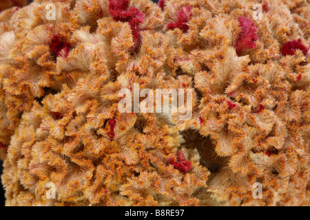 Close up of yellow and red cockscomb Kurume flower Stock Photo