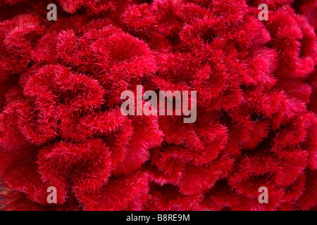 Close up of red cockscomb Kurume flower Stock Photo