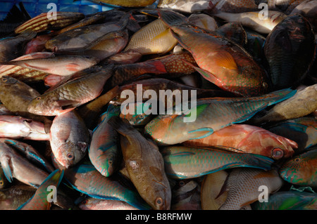 Collection of fish for sale in fish market Kota Kinabalu waterfront Sabah Malaysia Borneo South east Asia Stock Photo