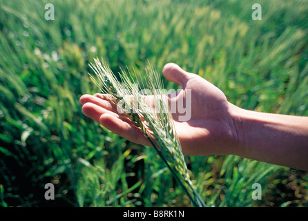 Fresh wheat in hands Stock Photo
