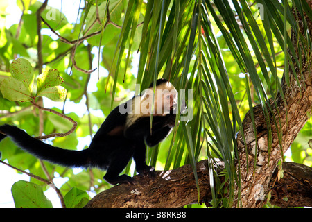Wild Capucin monkey eating in a tree. Stock Photo