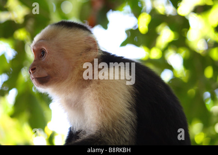 Wild Capucin monkey. Stock Photo