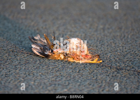 Red Kite Milvus milvus squashed on road Stock Photo