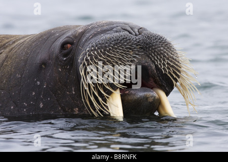 walrus (Odobenus rosmarus), bull yawns, Norway Stock Photo