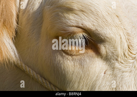 domestic cattle (Bos primigenius f. taurus), eye, Germany, Baden-Wuerttemberg, Eberbach Stock Photo