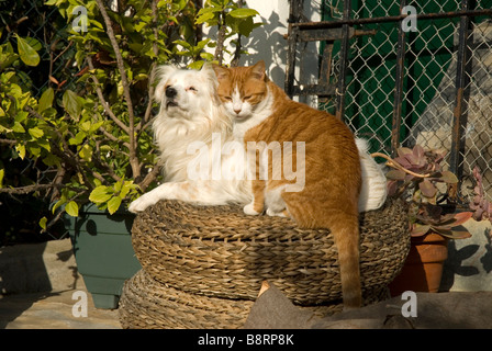 Small white dog and ginger cat sitting on wicker stool in garden Stock Photo