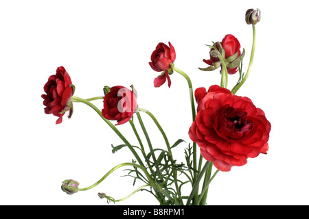 Fresh red ranunculus flowers with buds over white Stock Photo
