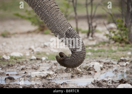 Africa Namibia Etosha National Park Detail of Elephant Loxodonta africana drinking from water hole with trunk at Etosha Pan Stock Photo