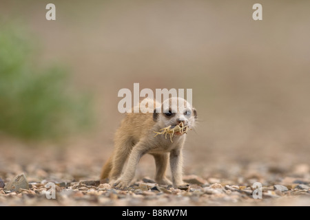 Africa Namibia Keetmanshoop Meerkat pup Suricate suricatta eating small Scorpion caught in Namib Desert Stock Photo