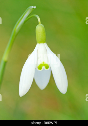 Snowdrop Stock Photo