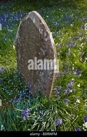 Gravestone Bluebells Forget-me-nots Stock Photo