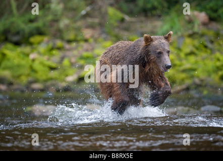 USA Alaska Brown Grizzly Bear Ursus arctos fishing for spawning Sockeye Salmon in stream along Pavlof Harbor Stock Photo