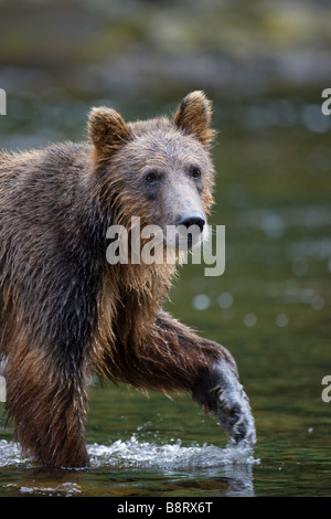 USA Alaska Brown Grizzly Bear Ursus arctos walking in small salmon stream along Pavlof Harbor Stock Photo