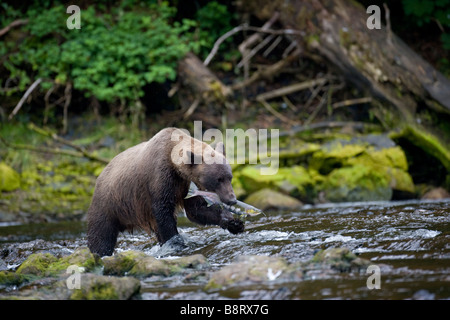 USA Alaska Brown Grizzly Bear Ursus arctos scratching while resting on rock in middle of small salmon stream Stock Photo