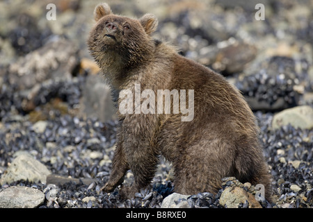USA Alaska Glacier Bay National Park Brown Grizzly Bear sow and cub Ursus arctos digging under rocks while feeding on mussels Stock Photo