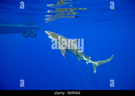USA Hawaii Big Island Underwater view of Oceanic White Tip Shark Carcharhinus longimanus swimming past small boat in Pacific Stock Photo
