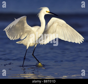 snowy egret (Egretta thula), standing in shallow water, flapping with wings, USA, Florida Stock Photo