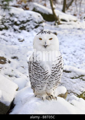 Snowy Owl (Strix scundiaca, Nyctea scundiaca, Bubo scundiacus), in snow Stock Photo