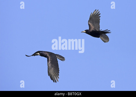 rook (Corvus frugilegus), two individuals flying, Germany, Rhineland-Palatinate Stock Photo