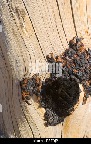 vegetative rehabilitation of a pine tree after a wildfire Kennedy Meadows Sierra Nevada Mountains California Stock Photo