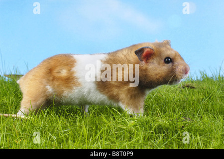 golden hamster (Mesocricetus auratus), in grass Stock Photo