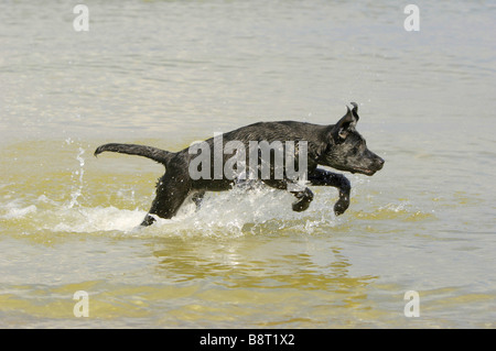 Labrador Retriever (Canis lupus f. familiaris), jumps through water frolicsomely Stock Photo