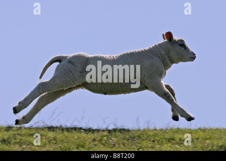 domestic sheep (Ovis ammon f. aries), lamb running in meadow, Netherlands, Texel Stock Photo