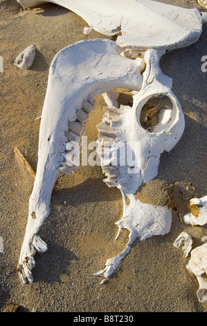 dead camel in the desert, Libya Stock Photo